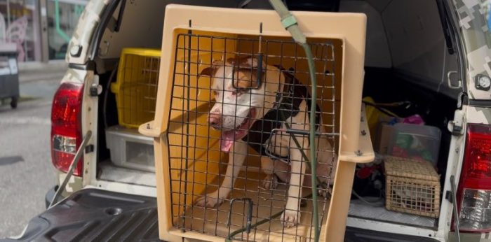 Após ser filmado agredindo cachorro, homem é preso e animal é resgatado