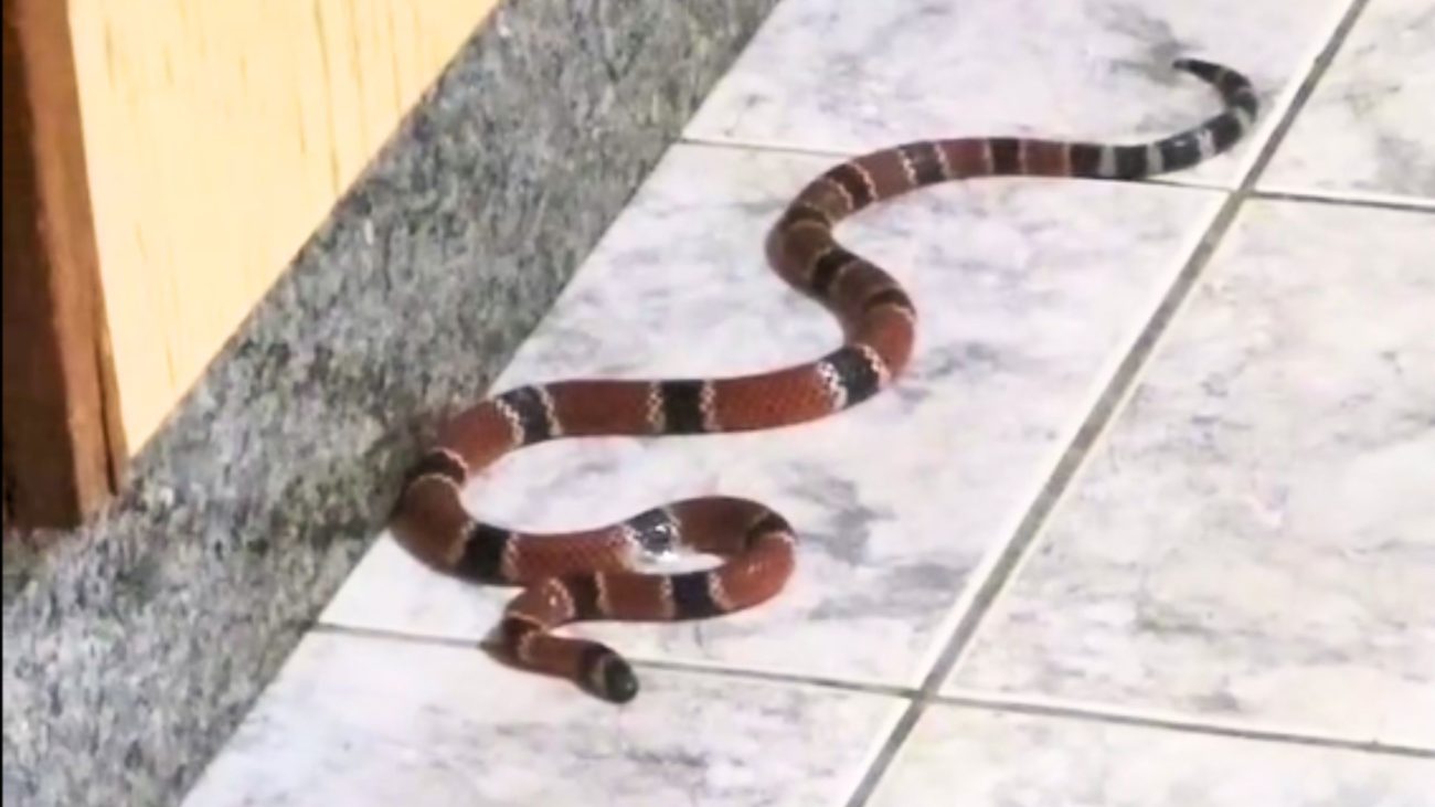 Cobra mais venenosa do Brasil invade casa em SC
