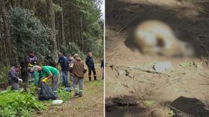 Prefeitura instala câmeras após cães mortos serem encontrados em sacos de lixo em SC