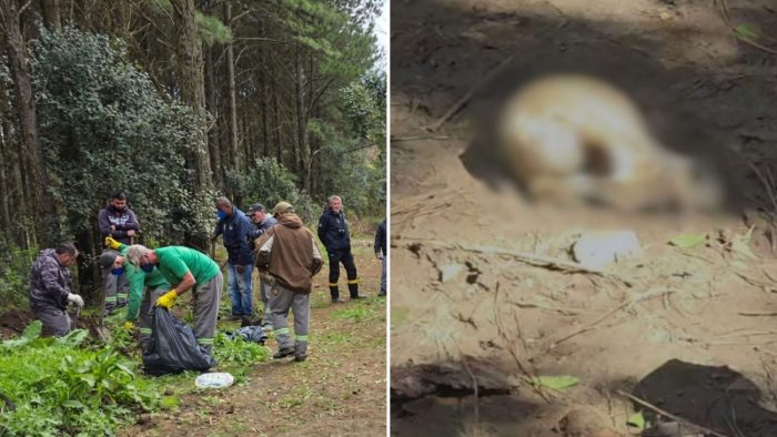 Prefeitura instala câmeras após cães mortos serem encontrados em sacos de lixo em SC