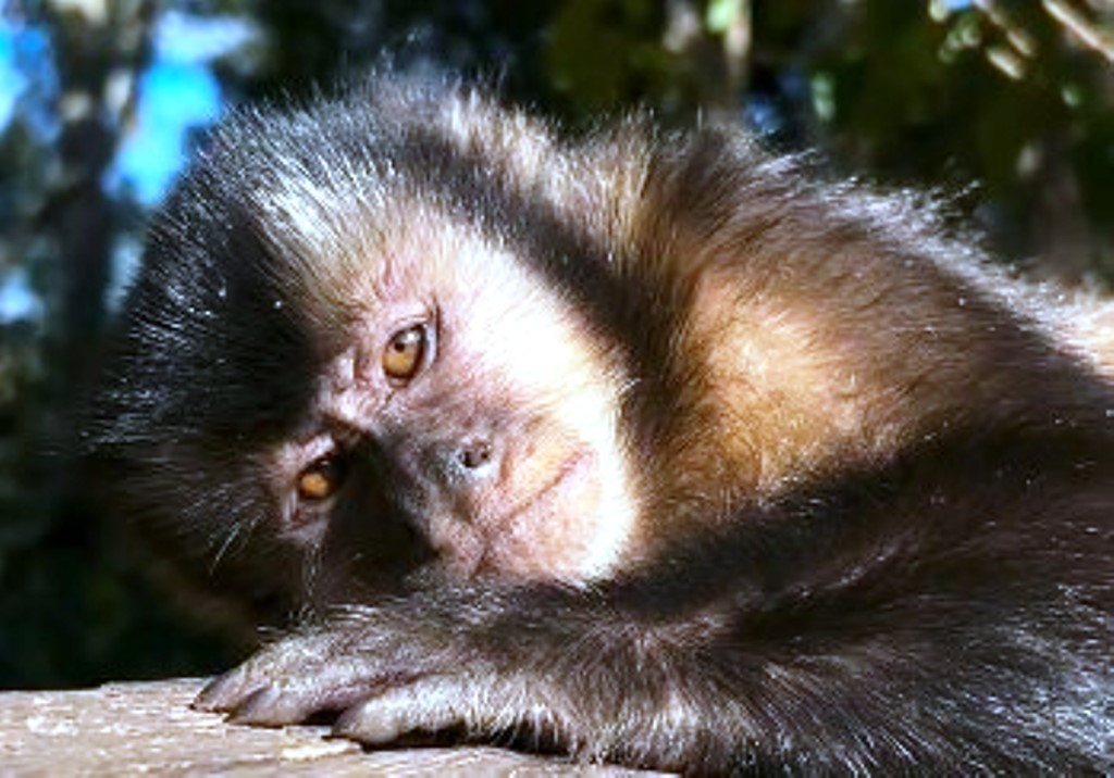 Dupla que agrediu macaco com tapa se apresenta à Polícia