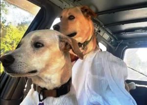 Cachorro reencontra a mãe após ser adotado e vídeo viraliza; assista