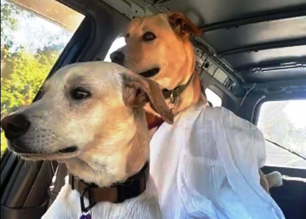 Cachorro reencontra a mãe após ser adotado e vídeo viraliza; assista