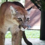 Pumas resgatados no Paraná são transferidos para Santa Catarina