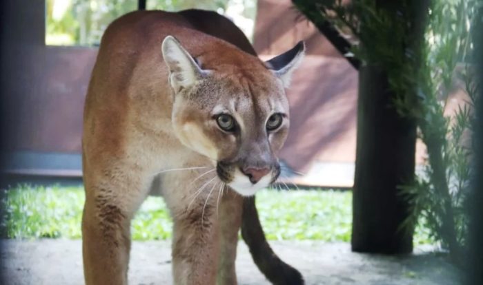 Pumas resgatados no Paraná são transferidos para Santa Catarina