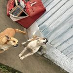 Tutora é presa por abandonar cães após mudança de casa