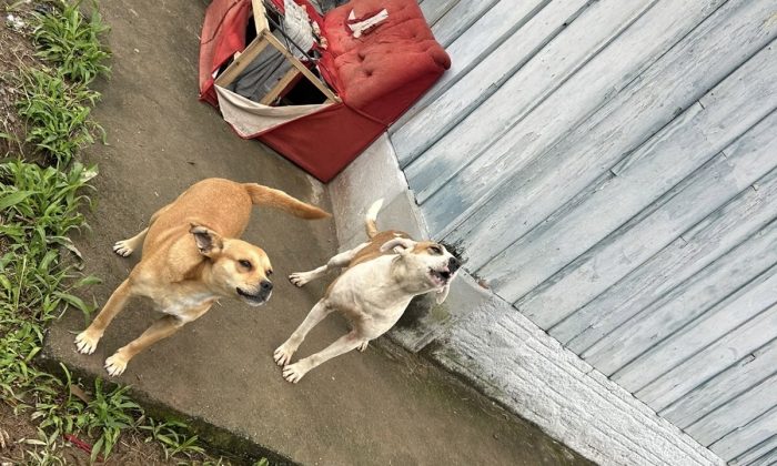 Tutora é presa por abandonar cães após mudança de casa