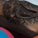 Jararaca é encontrada escondida em cozinha de casa em SC