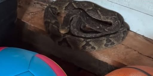 Jararaca é encontrada escondida em cozinha de casa em SC