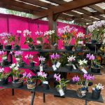 Festival das Flores da Primavera começa neste fim de semana
