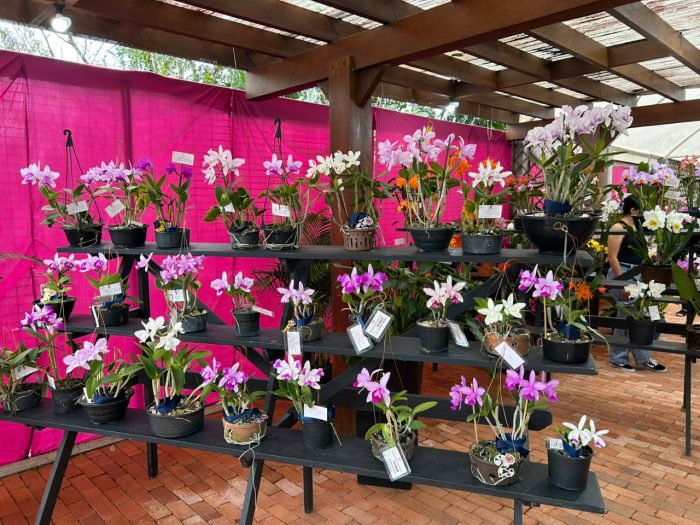 Festival das Flores da Primavera começa neste fim de semana