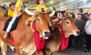Vídeo: bois adestrados fazem sucesso na Expo Ascurra, em SC