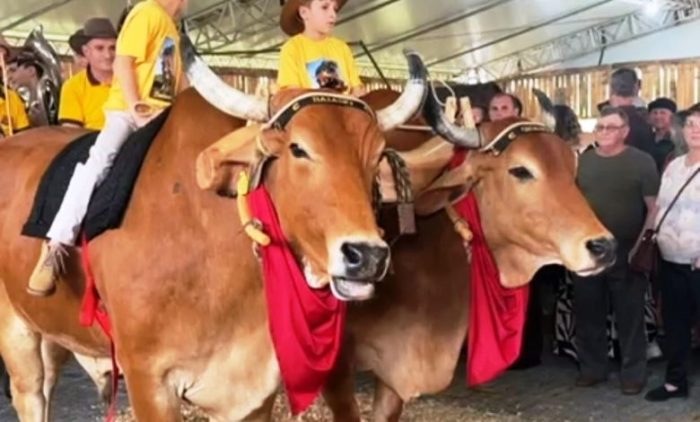Vídeo: bois adestrados fazem sucesso na Expo Ascurra, em SC