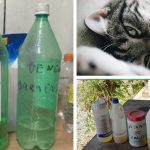 Mulher teria envenenado 11 gatos por causa de fezes no jardim