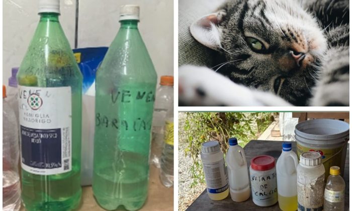 Mulher teria envenenado 11 gatos por causa de fezes no jardim