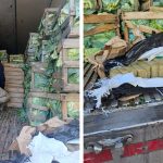 Carga de repolho escondia 2,5 toneladas de maconha em caminhão