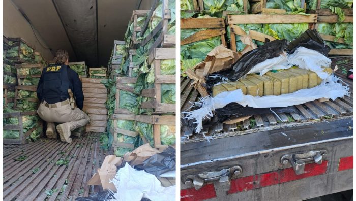Carga de repolho escondia 2,5 toneladas de maconha em caminhão