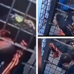 Vídeo: preso protagoniza fuga ousada e escapa por buraco na cela