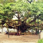 Figueira centenária da Praça XV vai ganhar revitalização em em Florianópolis