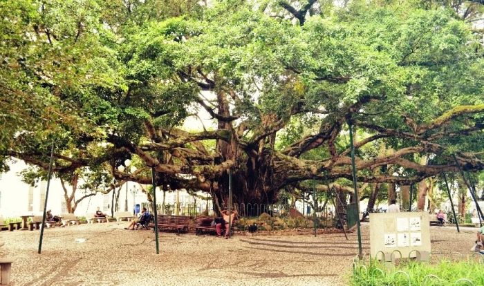 Figueira centenária da Praça XV vai ganhar revitalização em em Florianópolis