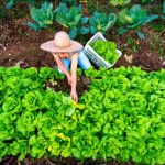 Agro movimenta mais de R$ 5 bilhões em municípios do Oeste de SC