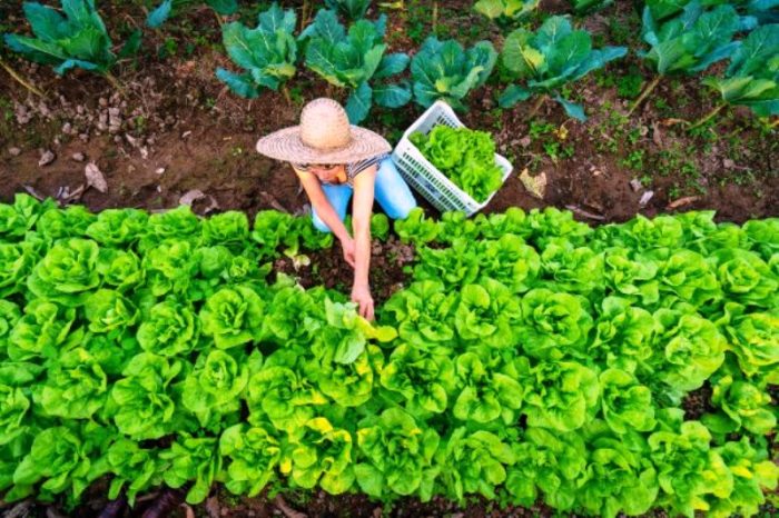 Agro movimenta mais de R$ 5 bilhões em municípios do Oeste de SC