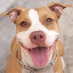 50 Pitbulls aguardam adoção em cidade de SC