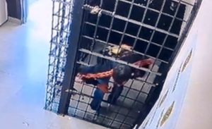 Vídeo: preso por agredir a família escapa pela grade em cela da delegacia