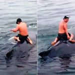 Vídeo: pescador pula no mar e salva baleia presa em rede de pesca