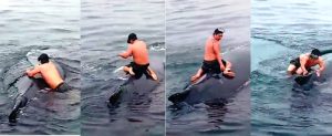 Vídeo: pescador pula no mar e salva baleia presa em rede de pesca