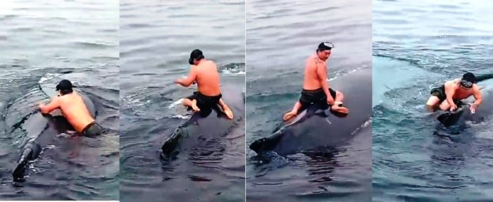 Vídeo: pescador pula no mar e salva baleia presa em rede de pesca