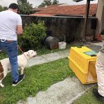 Pitbulls são apreendidos após atacar e matar cão comunitário