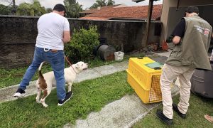 Pitbulls são apreendidos após atacar e matar cão comunitário