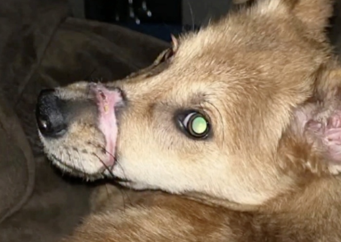 Cachorro é resgatado após ter focinho amarrado para não latir 