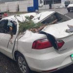 Temporal derruba árvores e uma delas atinge carro em rodovia de Santa Catarina