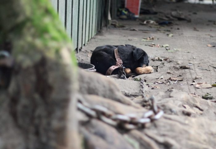 Lei aumenta multas por maus-tratos a animais para mais de R$ 43 mil