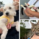 Ainda dá tempo: Itajaí abre cadastro para castração gratuita de pets