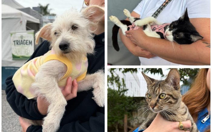 Ainda dá tempo: Itajaí abre cadastro para castração gratuita de pets