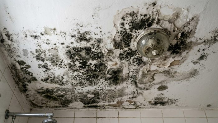 Teto do banheiro fica preto? Veja como combater o mofo