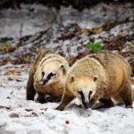 Projeto ambiental monitora população de quatis na Ilha do Campeche