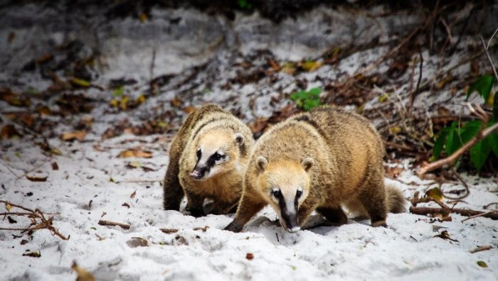 Projeto ambiental monitora população de quatis na Ilha do Campeche
