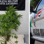 PM encontra oito plantas de maconha após denúncia de moradores