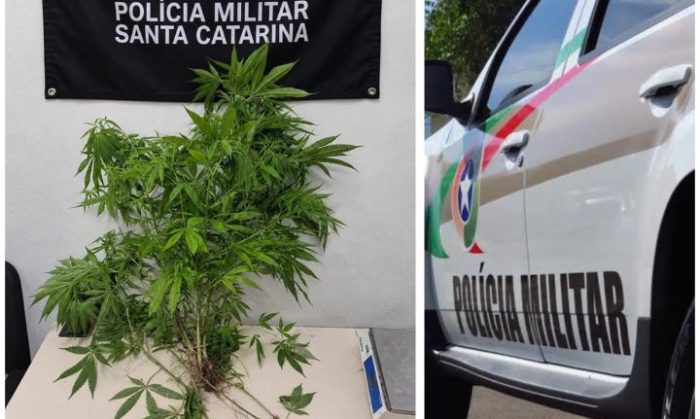 PM encontra oito plantas de maconha após denúncia de moradores