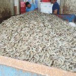 Quase 13 toneladas de pescados impróprios são descartadas no litoral