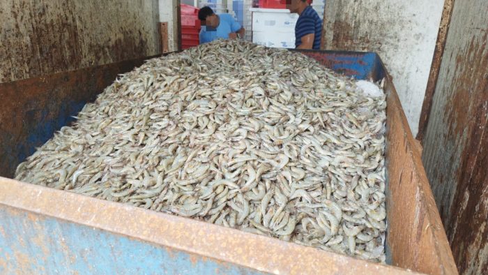 Quase 13 toneladas de pescados impróprios são descartadas no litoral