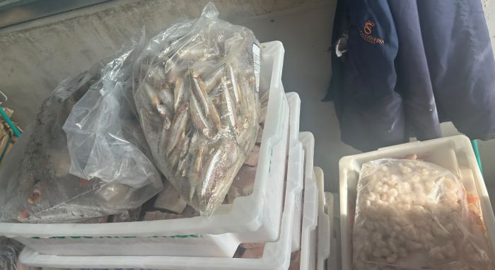 Operação descarta mais de 10 toneladas de pescados impróprios em SC