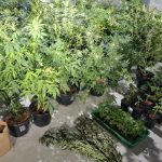 PM apreende 59 pés de maconha e prende três homens após perseguição