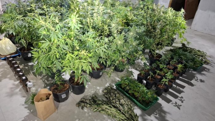 PM apreende 59 pés de maconha e prende três homens após perseguição
