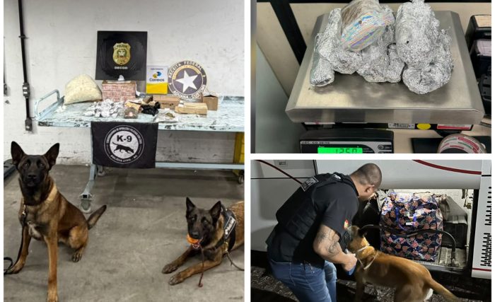 Cães farejadores ajudam a apreender drogas e contrabando em Santa Catarina