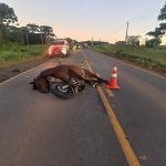 Jovem morre ao colidir com cavalo e ser atropelado na SC-452